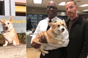 Perrito de Brooklyn Nine-Nine