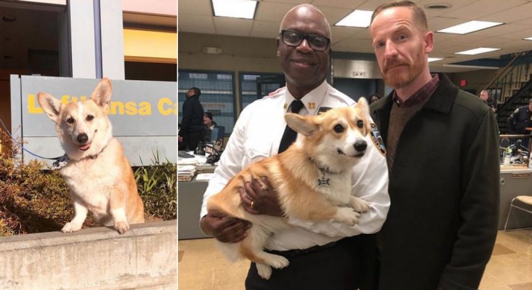 Perrito de Brooklyn Nine-Nine
