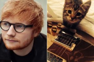 gatito de Ed Sheeran