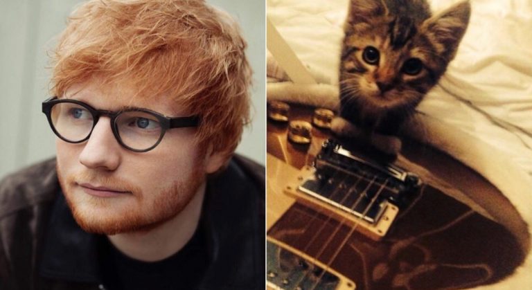 gatito de Ed Sheeran