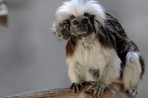 nace mono tamarin en Guadalajara