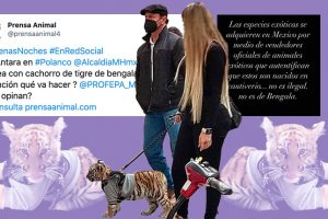 Mujer pasea a tigre de bengala