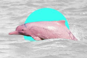 Delfines rosados Hong Kong