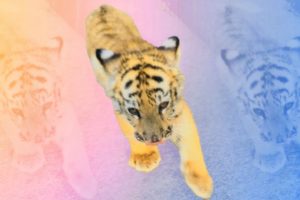 Rescatan a tigre de bengala