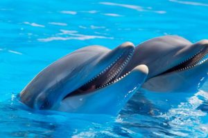 delfines enamorados