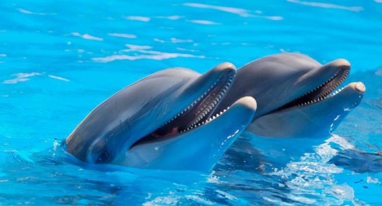 Que Viva El Amor Captan A Delfines Enamorados Tomados De Las Aletas Coolture