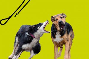 donde pasear perros cdmx