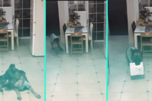 perrito recibe compras | Coolture