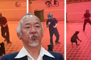 ataque de perros | Coolture