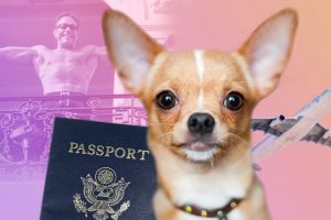 Jean-Claude Van Damme | Coolture