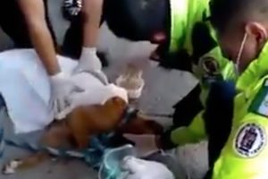 Protección Civil | Coolture