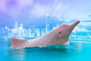 Delfines rosados | Coolture