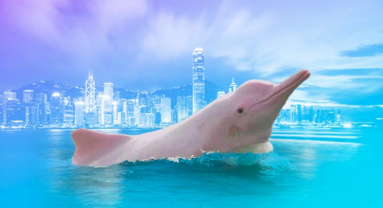 Delfines Rosados Regresan A Hong Kong Durante Pandemia Coolture Coolture