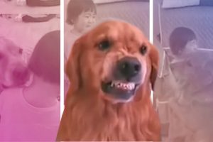 Perrito defiende a niña | Coolture