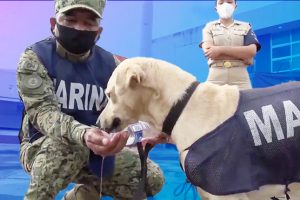 Marina adopta perrito | Coolture