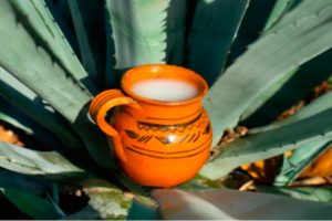 Festival del Pulque Gastronomía típica y Mezcal | Coolture