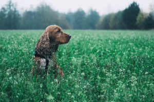 Perro whisky | Coolture