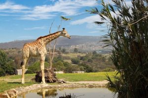 Africam Safari | Coolture