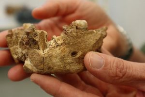 Homo Nesher Ramla | Coolture