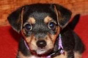 Perrita "Crumpet" | Coolture