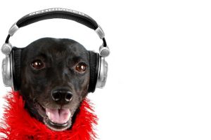 Perrito Playlist | Coolture