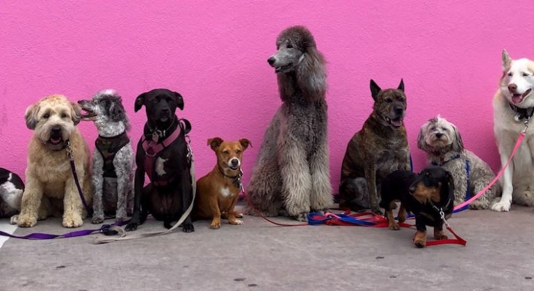 Perro gato | Coolture