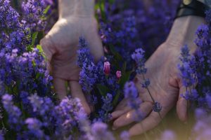 Plantas aromáticas | Coolture