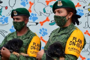 Albergue para perros en Santa Lucía | Coolture