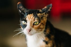 Gato Tokio | Coolture