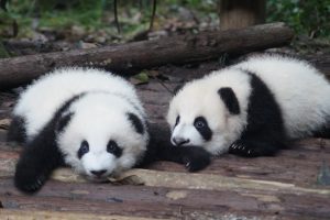 Pandas peligro extinción | Coolture