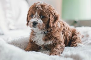 Perro ansiedad | Coolture