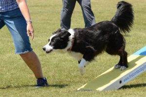 Perro ejercicio | Coolture