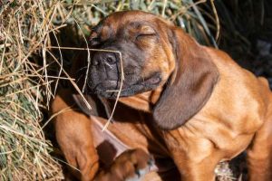 Perro rasca lame | Coolture