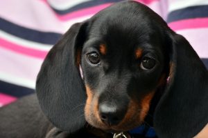 Perros búsquedas en internet| Coolture