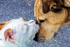 Perros Gastos | Coolture