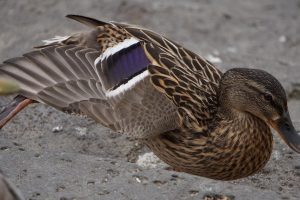 plumas edredón | Coolture