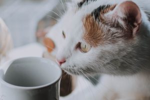 Catfecito gatos | Coolture