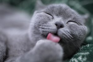 Día del gato | Coolture