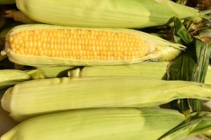 Elote más grande mundo | Coolture