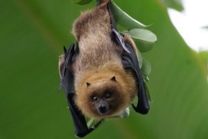 Murciélagos bebés | Coolture
