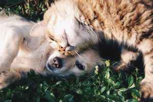 Adopta CDMX perro gato | Coolture