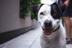 cannabis mascotas | Coolture