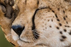 leones guepardos peligro | Coolture