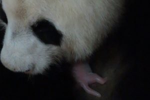 pandas gemelos | Coolture