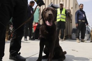 Perros Kabul | Coolture