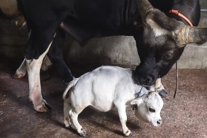 Rani vaca Récord Guinness | Coolture