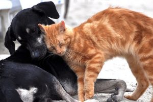 registro animales CDMX | Coolture