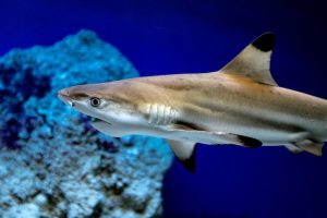 tiburón amenaza extinción | Coolture