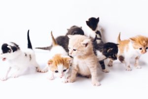 gatos censo estados unidos | Coolture