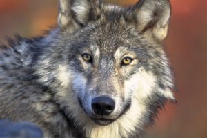 lobo gris Estado México | Coolture